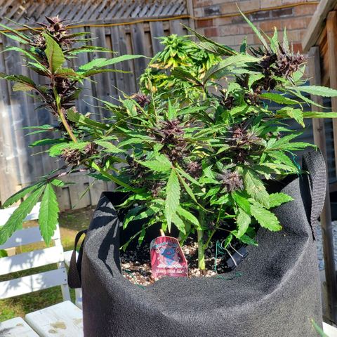Bloody Skunk growlog timeline photo