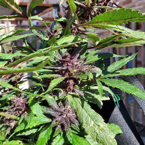 Bloody Skunk growlog timeline photo