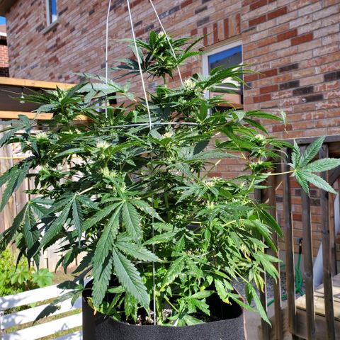 Cheese Auto Feminized growlog timeline photo