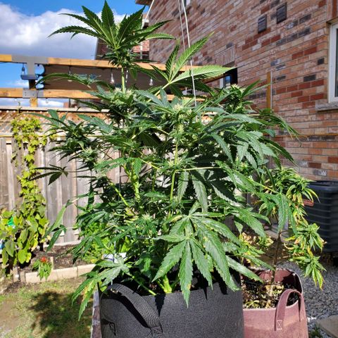 Cheese Auto Feminized growlog timeline photo