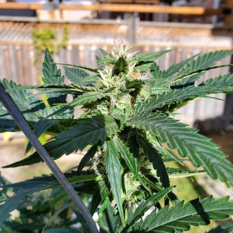 Cheese Auto Feminized growlog timeline photo