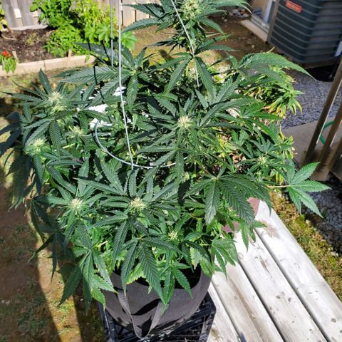 Cheese Auto Feminized growlog timeline photo
