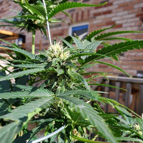 Cheese Auto Feminized growlog timeline photo