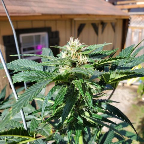 Cheese Auto Feminized growlog timeline photo