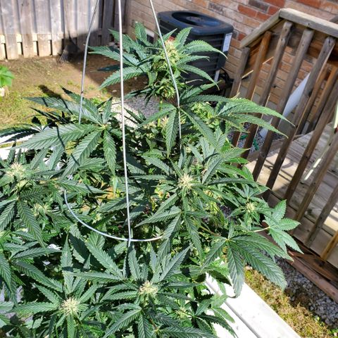 Cheese Auto Feminized growlog timeline photo