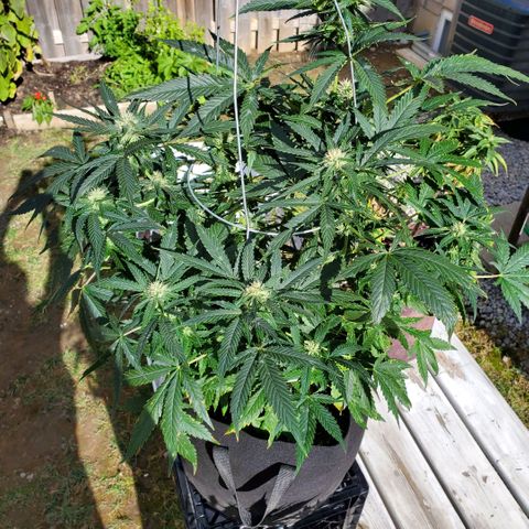Cheese Auto Feminized growlog timeline photo
