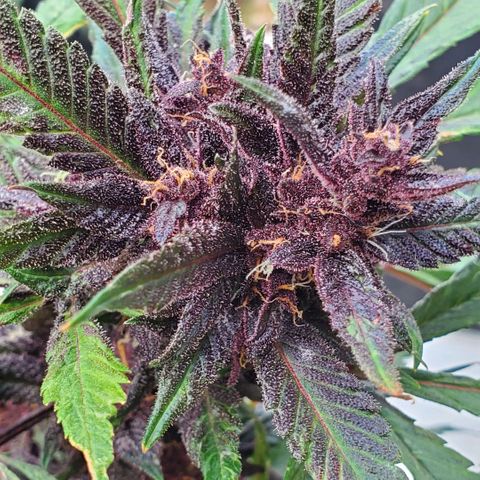 Bloody Skunk growlog timeline photo