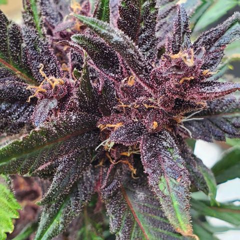 Bloody Skunk growlog timeline photo
