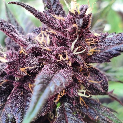 Bloody Skunk growlog timeline photo