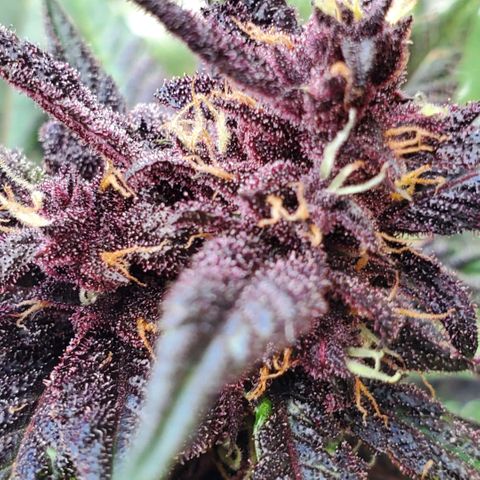 Bloody Skunk growlog timeline photo