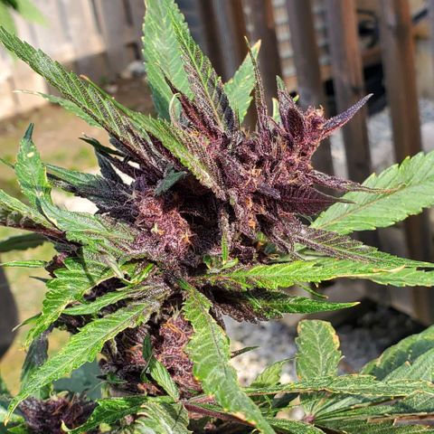 Bloody Skunk growlog timeline photo