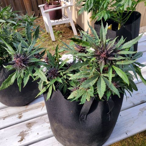Bloody Skunk growlog timeline photo