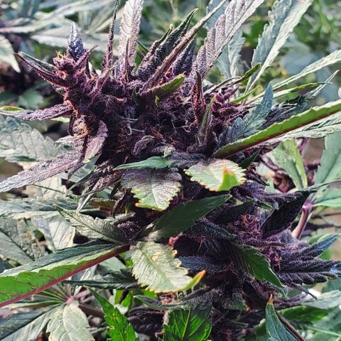 Bloody Skunk growlog timeline photo
