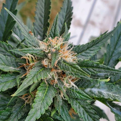 Cheese Auto Feminized growlog timeline photo