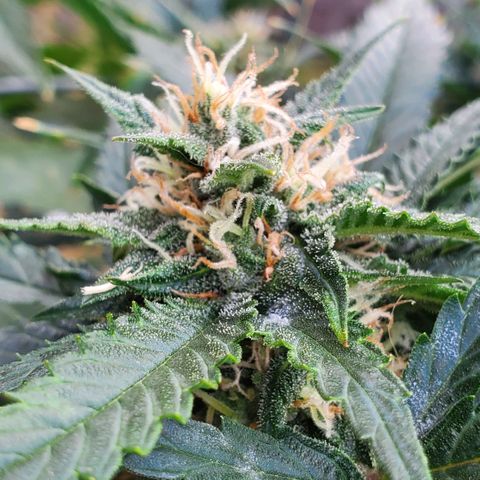 Cheese Auto Feminized growlog timeline photo