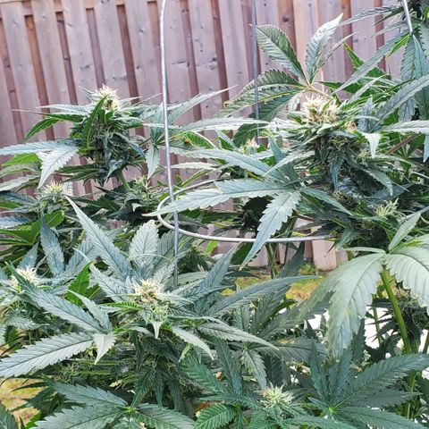 Cheese Auto Feminized growlog timeline photo