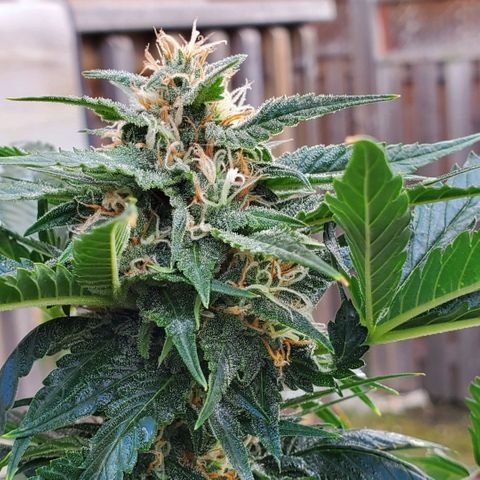 Cheese Auto Feminized growlog timeline photo