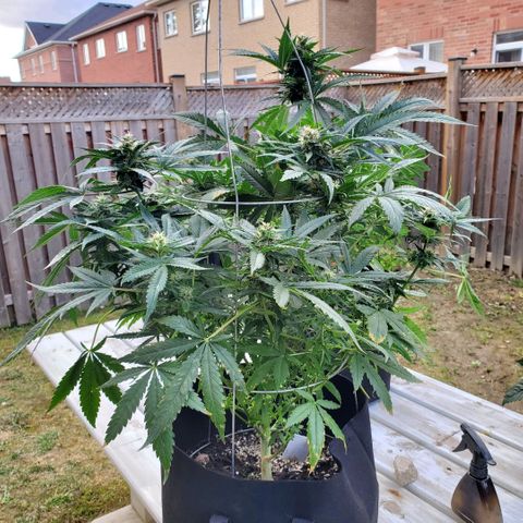 Cheese Auto Feminized growlog timeline photo