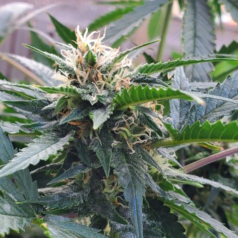 Cheese Auto Feminized growlog timeline photo