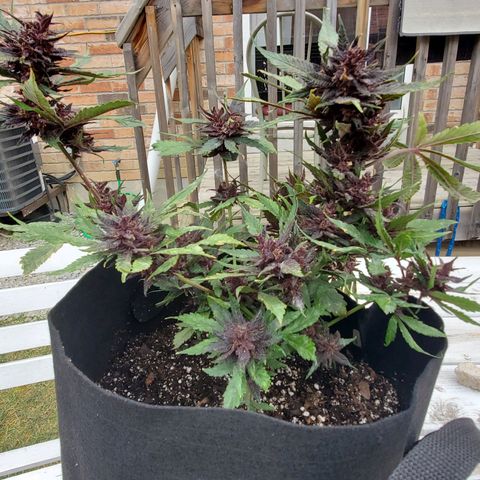 Bloody Skunk growlog timeline photo