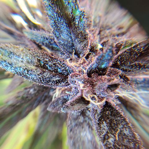 Bloody Skunk growlog timeline photo