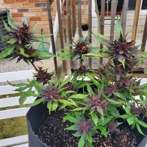 Bloody Skunk growlog timeline photo