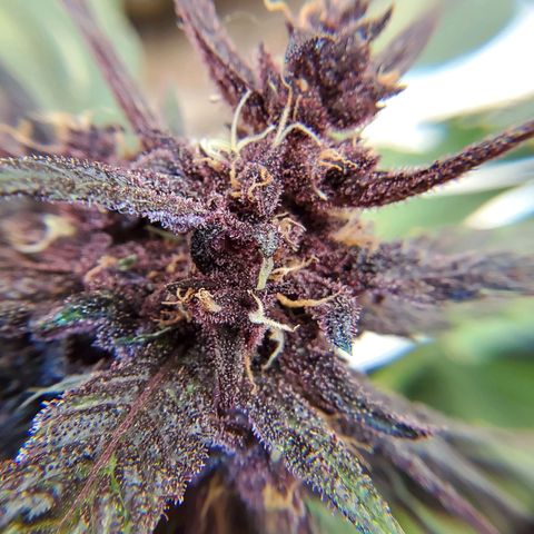 Bloody Skunk growlog timeline photo
