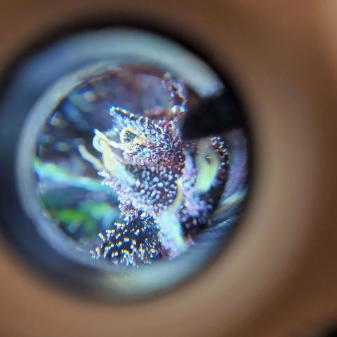 Bloody Skunk growlog timeline photo