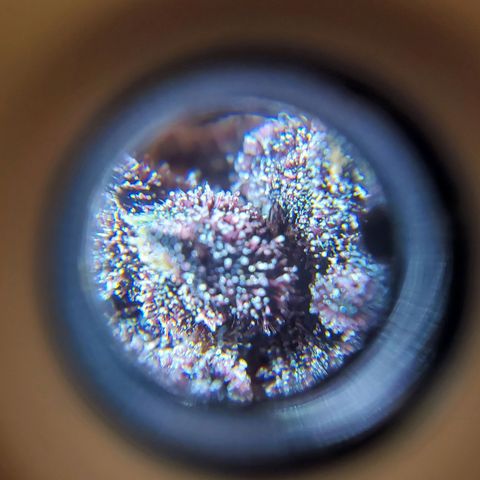 Bloody Skunk growlog timeline photo