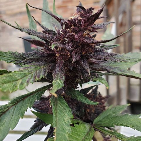 Bloody Skunk growlog timeline photo