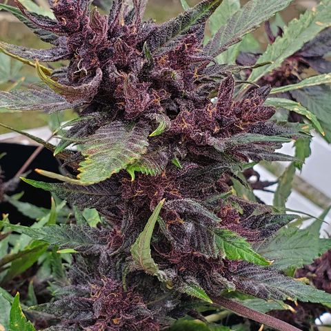 Bloody Skunk growlog timeline photo