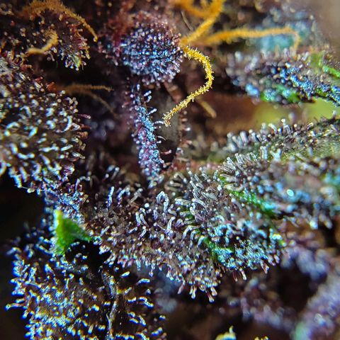 Bloody Skunk growlog timeline photo