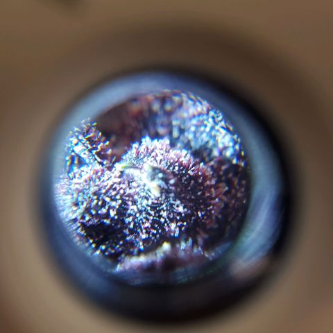 Bloody Skunk growlog timeline photo