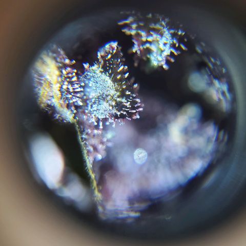 Bloody Skunk growlog timeline photo