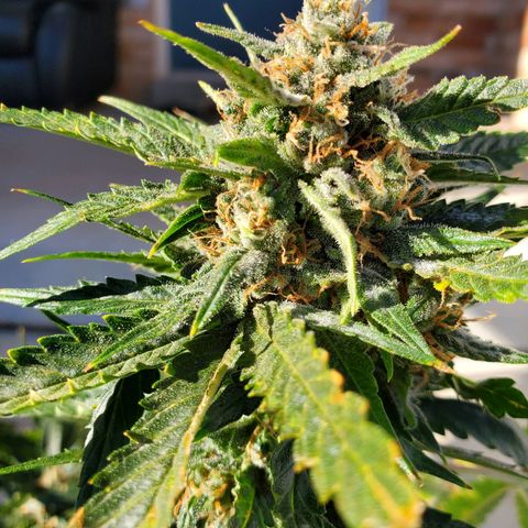 Cheese Auto Feminized growlog timeline photo