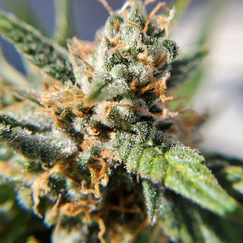Cheese Auto Feminized growlog timeline photo