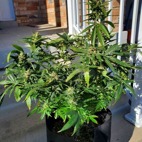 Cheese Auto Feminized growlog timeline photo
