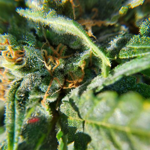 Cheese Auto Feminized growlog timeline photo