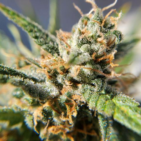 Cheese Auto Feminized growlog timeline photo