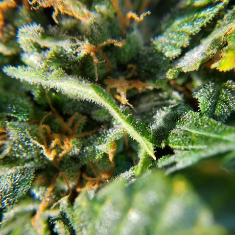 Cheese Auto Feminized growlog timeline photo