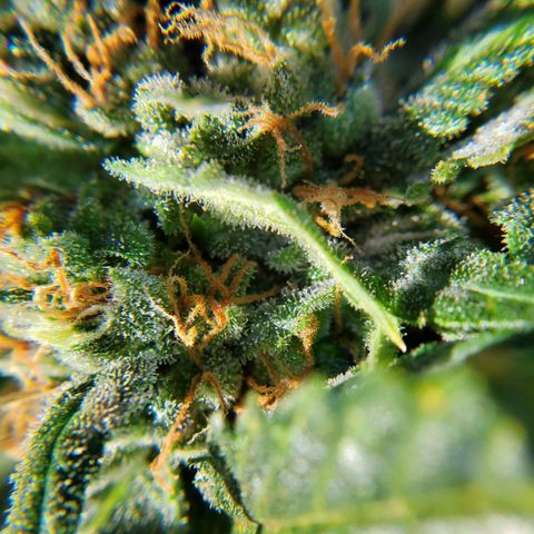 Cheese Auto Feminized growlog timeline photo