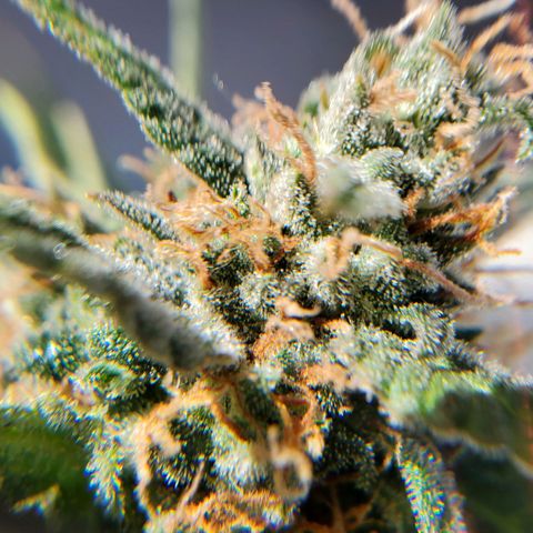 Cheese Auto Feminized growlog timeline photo