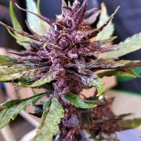 Bloody Skunk growlog photo: Harvest
Induced 24 hours darkness 