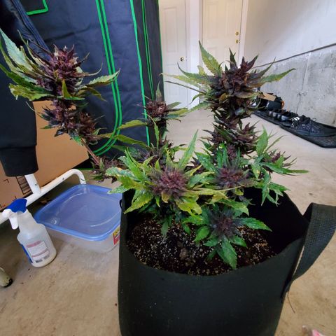 Bloody Skunk growlog photo: Harvest
Induced 24 hours darkness 
