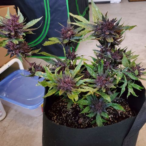 Bloody Skunk growlog photo: Harvest
Induced 24 hours darkness 