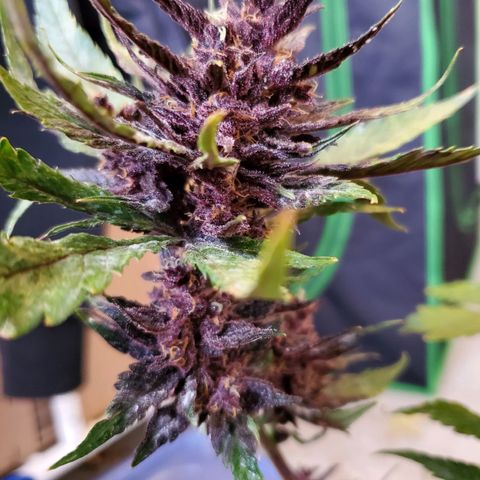 Bloody Skunk growlog photo: Harvest
Induced 24 hours darkness 