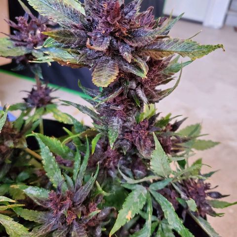 Bloody Skunk growlog photo: Harvest
Induced 24 hours darkness 