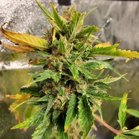 Cheese Auto Feminized growlog timeline photo