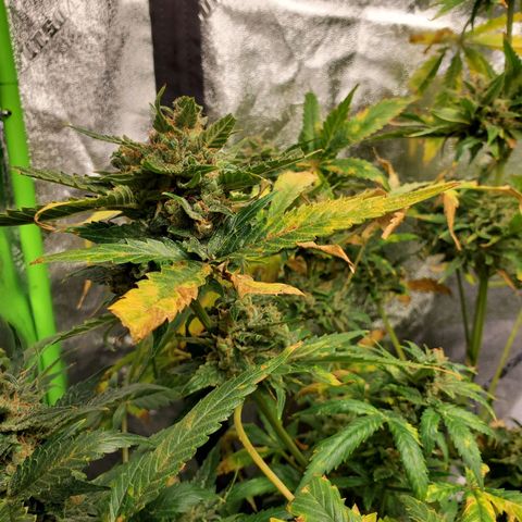 Cheese Auto Feminized growlog timeline photo