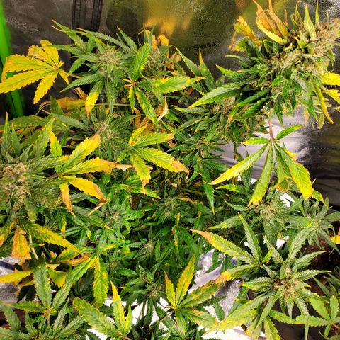 Cheese Auto Feminized growlog timeline photo